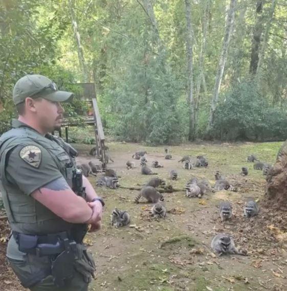 Approximately 100 raccoons invaded a house in Washington