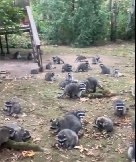 Approximately 100 raccoons invaded a house in Washington