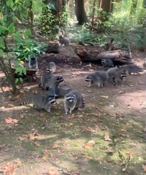 Approximately 100 raccoons invaded a house in Washington