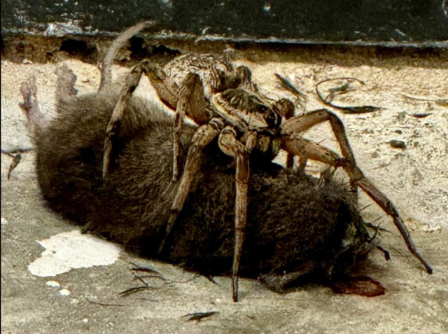 The mother who saw the wolf spider eating the mouse captured those moments on camera