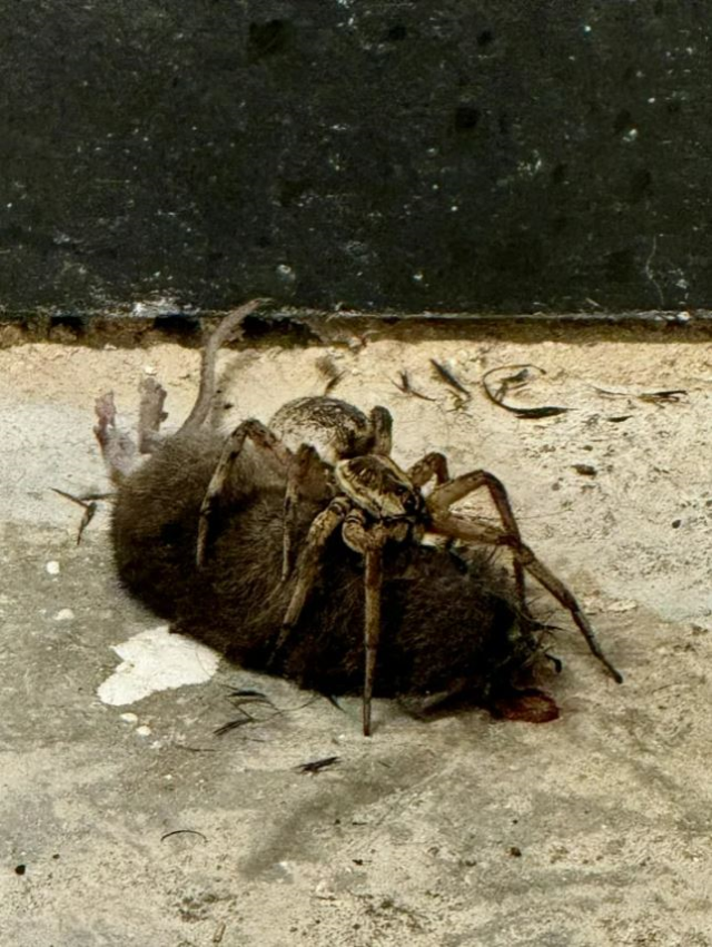 The mother who saw the wolf spider eating the mouse captured those moments on camera