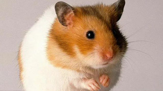 A 38-year-old woman bitten by her pet rat in Spain has passed away