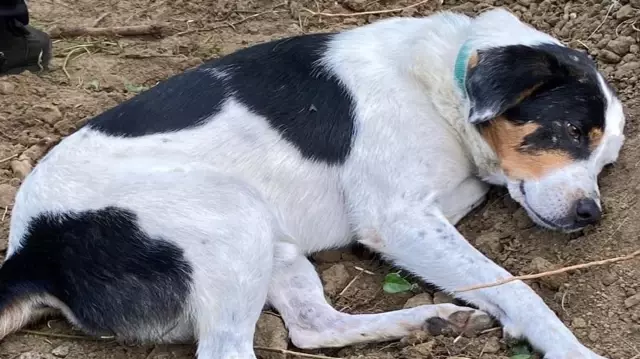 The dog of the English teacher who died in Istanbul does not leave the head of the grave.