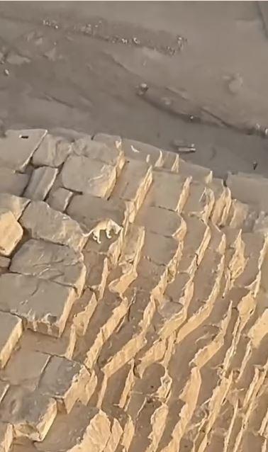 The paraglider saw a dog wandering at the top of the Giza Pyramid