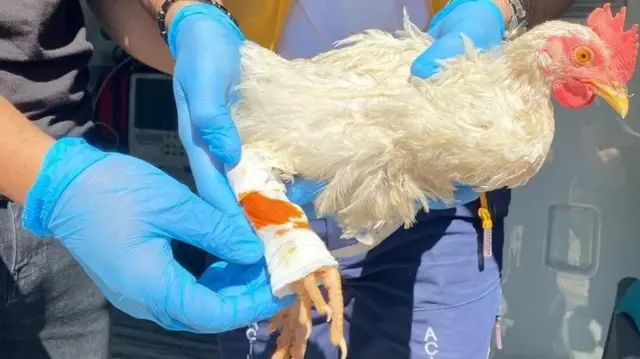 They bandaged the injured chicken in the ambulance.