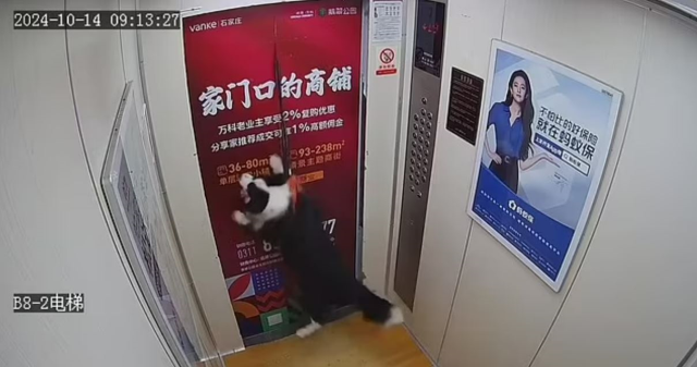 A dog whose leash got stuck in the elevator door in China narrowly escaped drowning