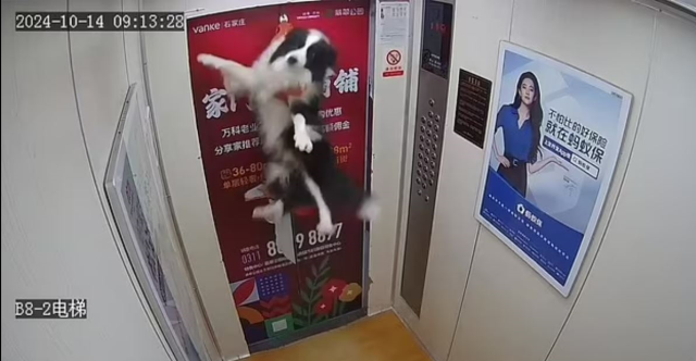 A dog whose leash got stuck in the elevator door in China narrowly escaped drowning