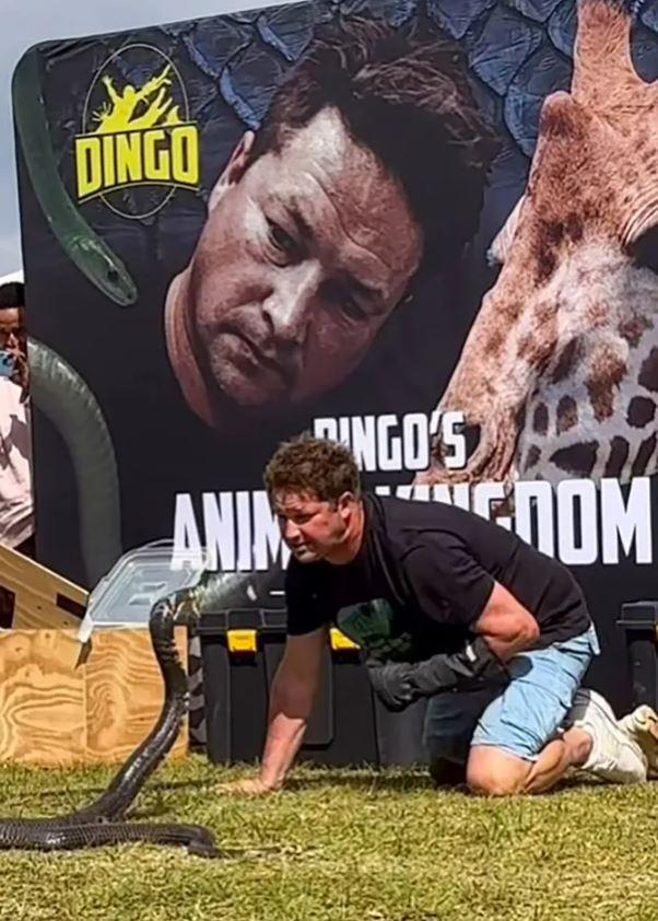 Wildlife enthusiast YouTuber Dingo passed away due to a cobra bite