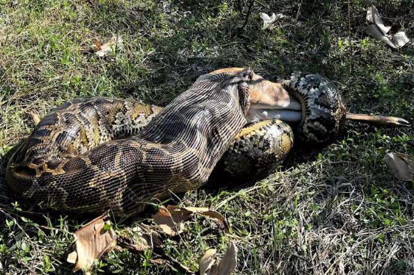 A Burmese python swallowing a whole 35-kilogram white-tailed deer