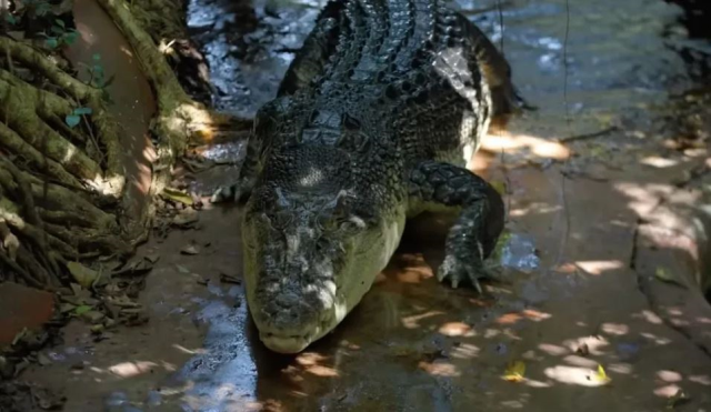 The world's oldest crocodile, who entered the Guinness World Records, died at the age of 120