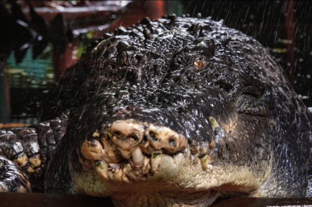 The world's oldest crocodile, who entered the Guinness World Records, died at the age of 120