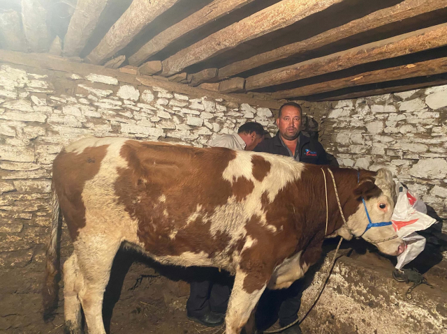 The cow that escaped from the farm in Manisa was found in that province