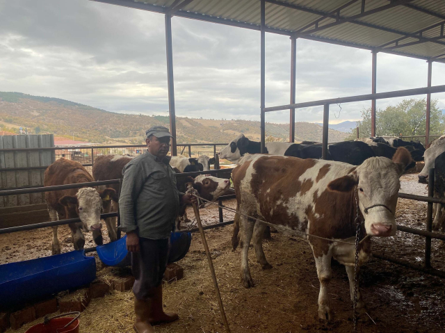 The cow that escaped from the farm in Manisa was found in that province