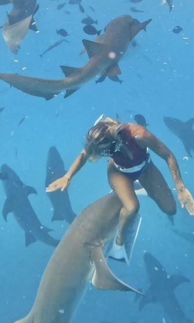 The woman diver attacked by the shark was seriously injured