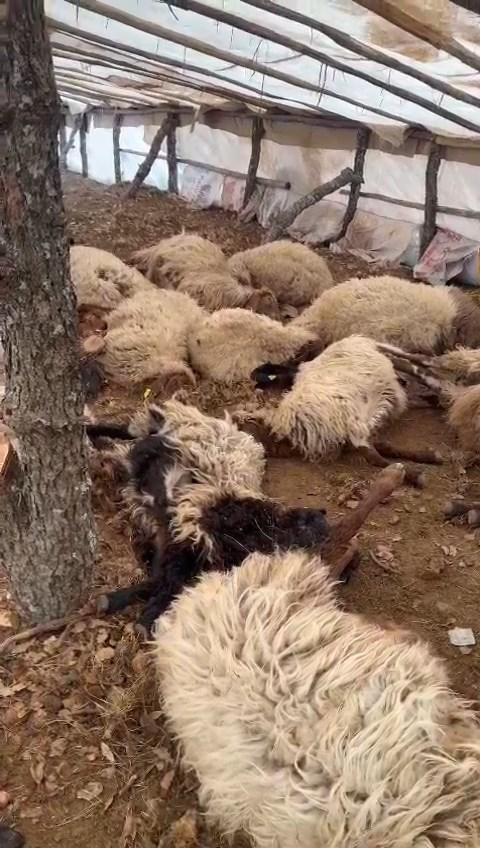 150 sheep died due to lack of air