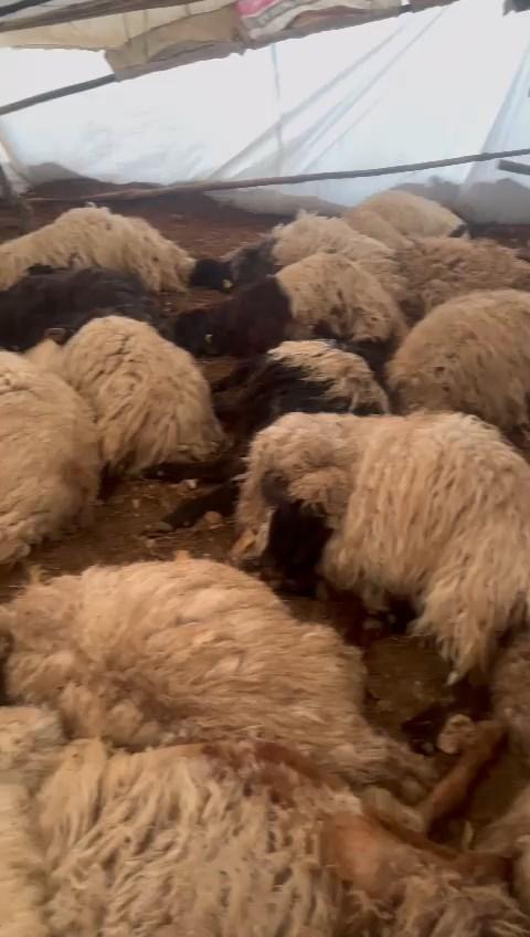 150 sheep died due to lack of air