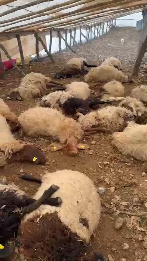 150 sheep died due to lack of air