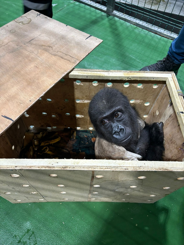 An endangered gorilla baby was captured at Istanbul Airport