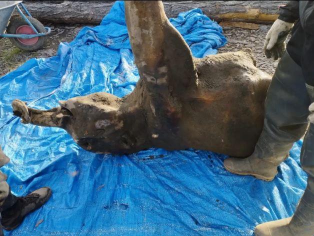 A 50,000-year-old baby mammoth found in Siberia