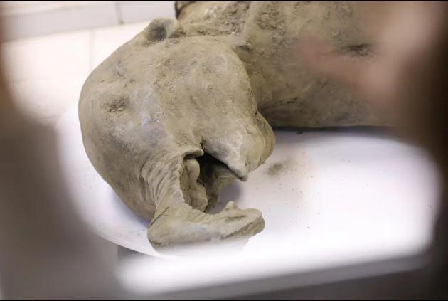 A 50,000-year-old baby mammoth found in Siberia