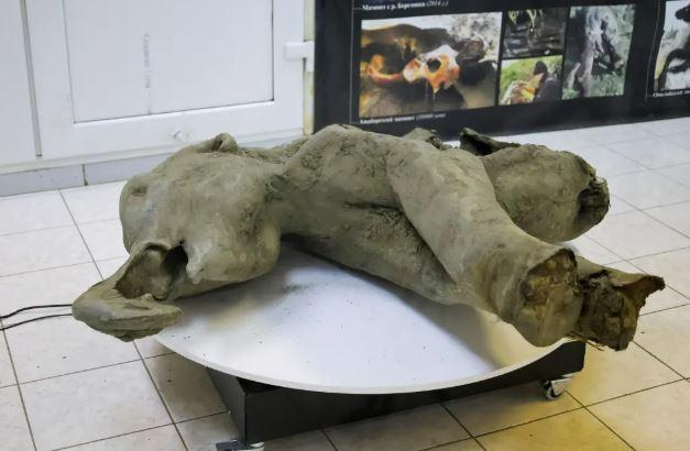 A 50,000-year-old baby mammoth found in Siberia