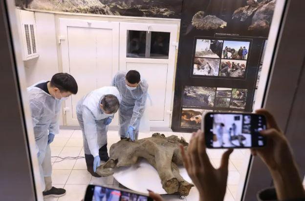 A 50,000-year-old baby mammoth found in Siberia