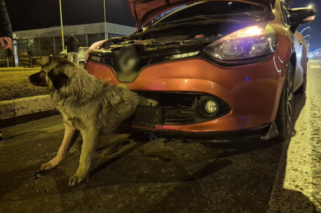 Interesting accident! The dog got stuck in the bumper of the car that hit it