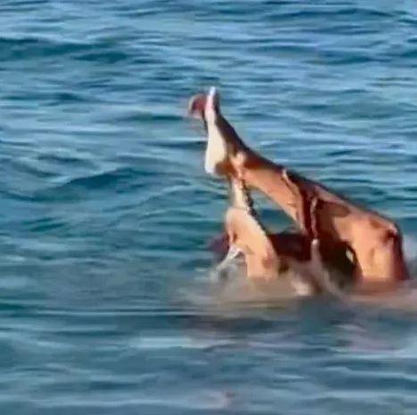 Famous model attacked by an octopus while swimming in the sea