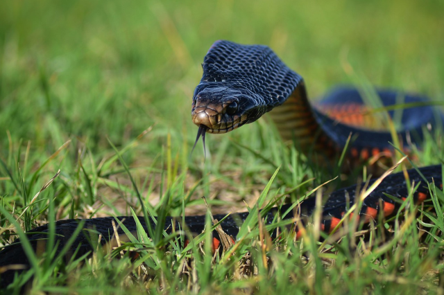 102 red-bellied black snakes found in the backyard