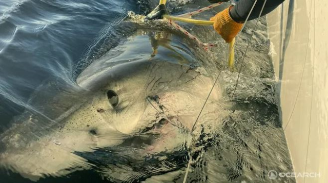 The largest shark ever caught in Florida has been identified