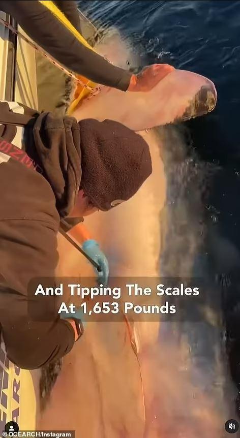 The largest shark ever caught in Florida has been identified