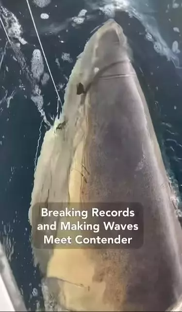 The largest shark ever caught in Florida has been identified