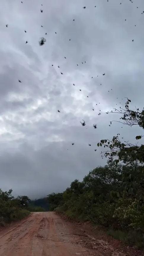 It rained spiders from the sky