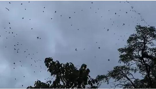 It rained spiders from the sky