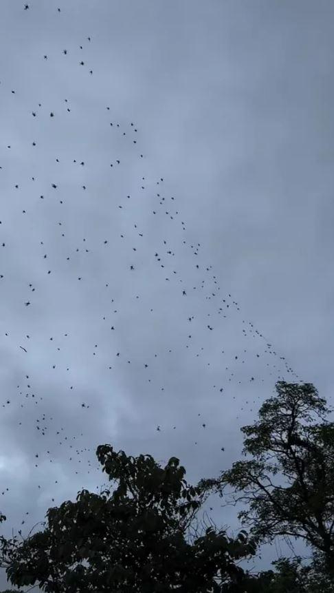 It rained spiders from the sky