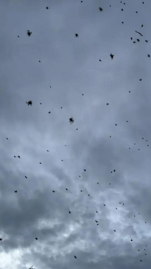 It rained spiders from the sky