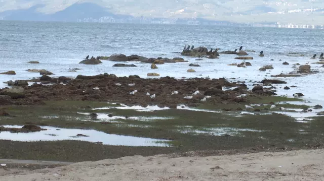 The sea receded in Balıkesir, revealing the ancient 2,500-year-old harbor