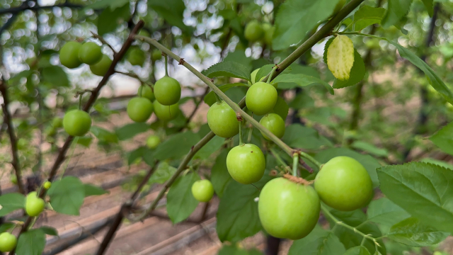 The first plum harvest was made in Bursa, priced at 7,000 lira per kilogram