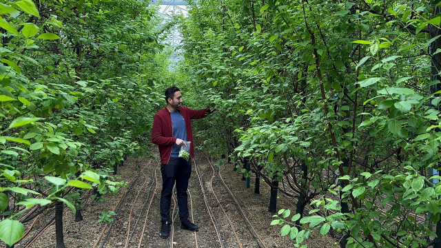 The first plum harvest was made in Bursa, priced at 7,000 lira per kilogram