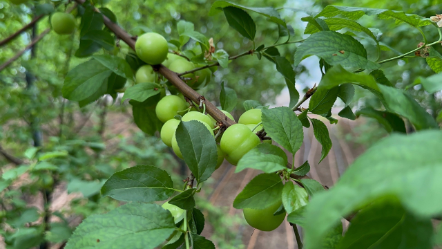 The first plum harvest was made in Bursa, priced at 7,000 lira per kilogram