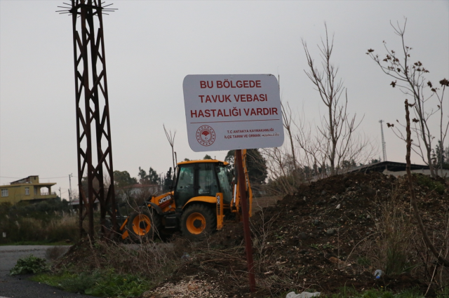 Bird flu panic in Hatay! Immediately quarantined