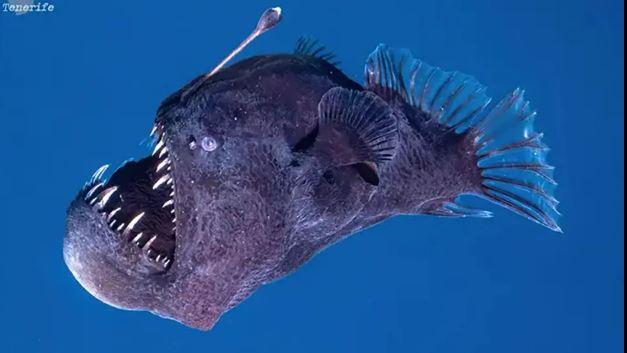 The anglerfish known as the Black Sea Devil, captured up close for the first time