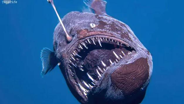 The anglerfish known as the Black Sea Devil, captured up close for the first time