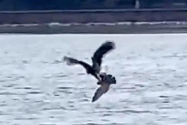 Bald eagle caught a seagull with a single deadly dive