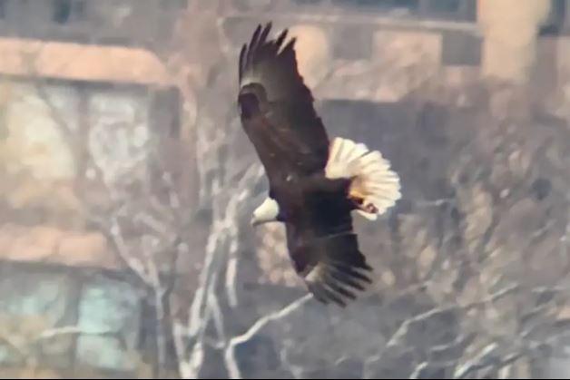 Bald eagle caught a seagull with a single deadly dive