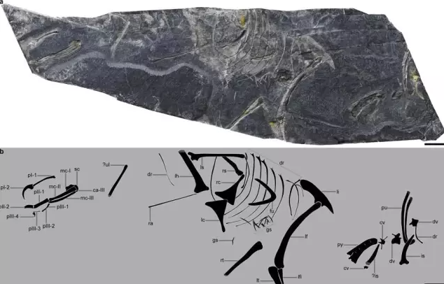 The approximately 150-million-year-old bird fossil was unearthed in China