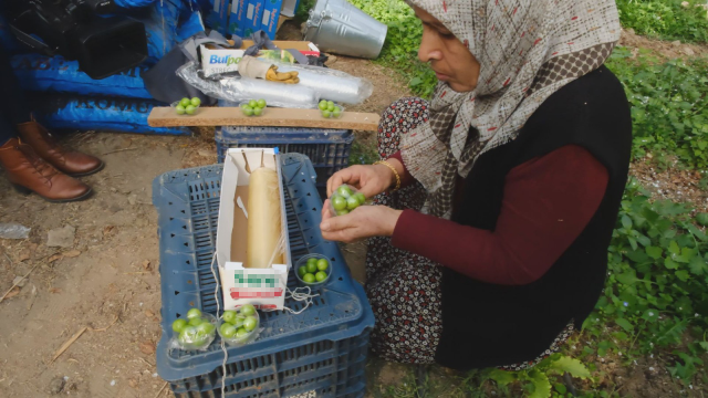 The first harvest of the season was made, 1 kilogram of plums sold for 8 thousand TL