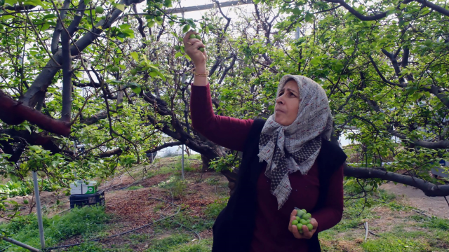 The first harvest of the season was made, 1 kilogram of plums sold for 8 thousand TL