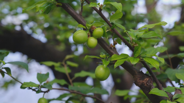 The first harvest of the season was made, 1 kilogram of plums sold for 8 thousand TL