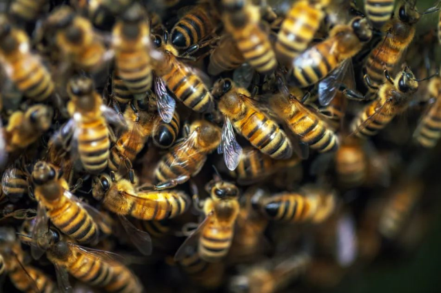 A woman who was attacked by a swarm of bees has died